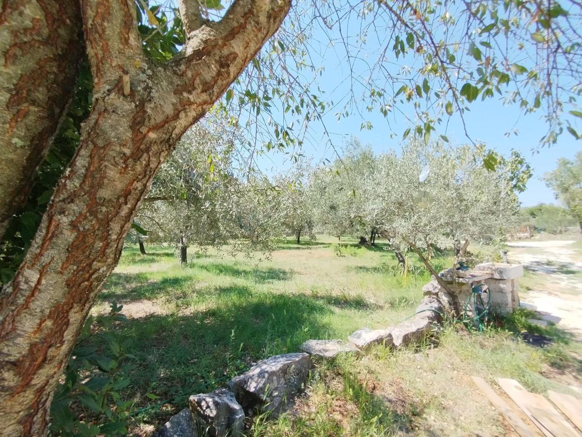 Marti'S House In The Olive Grove Fažana Exterior foto