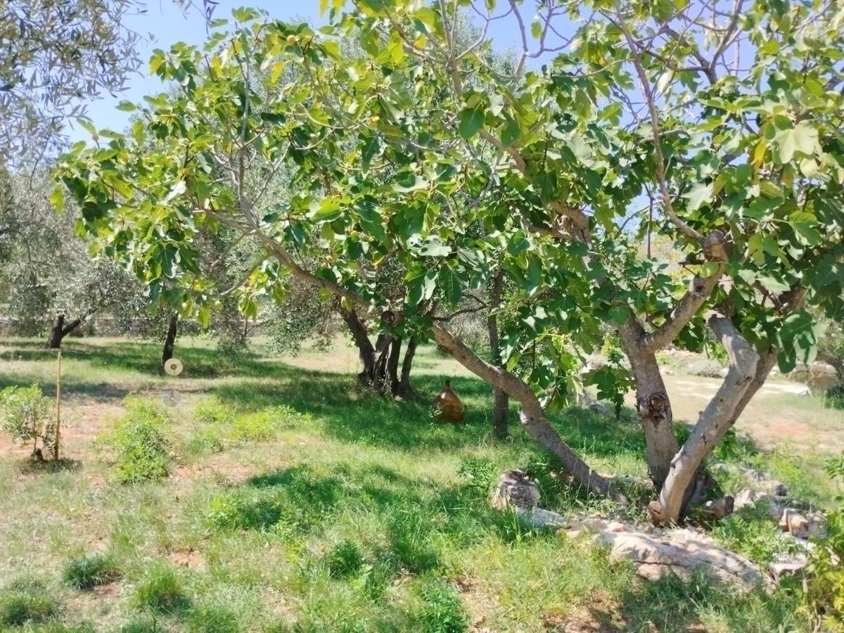 Marti'S House In The Olive Grove Fažana Exterior foto