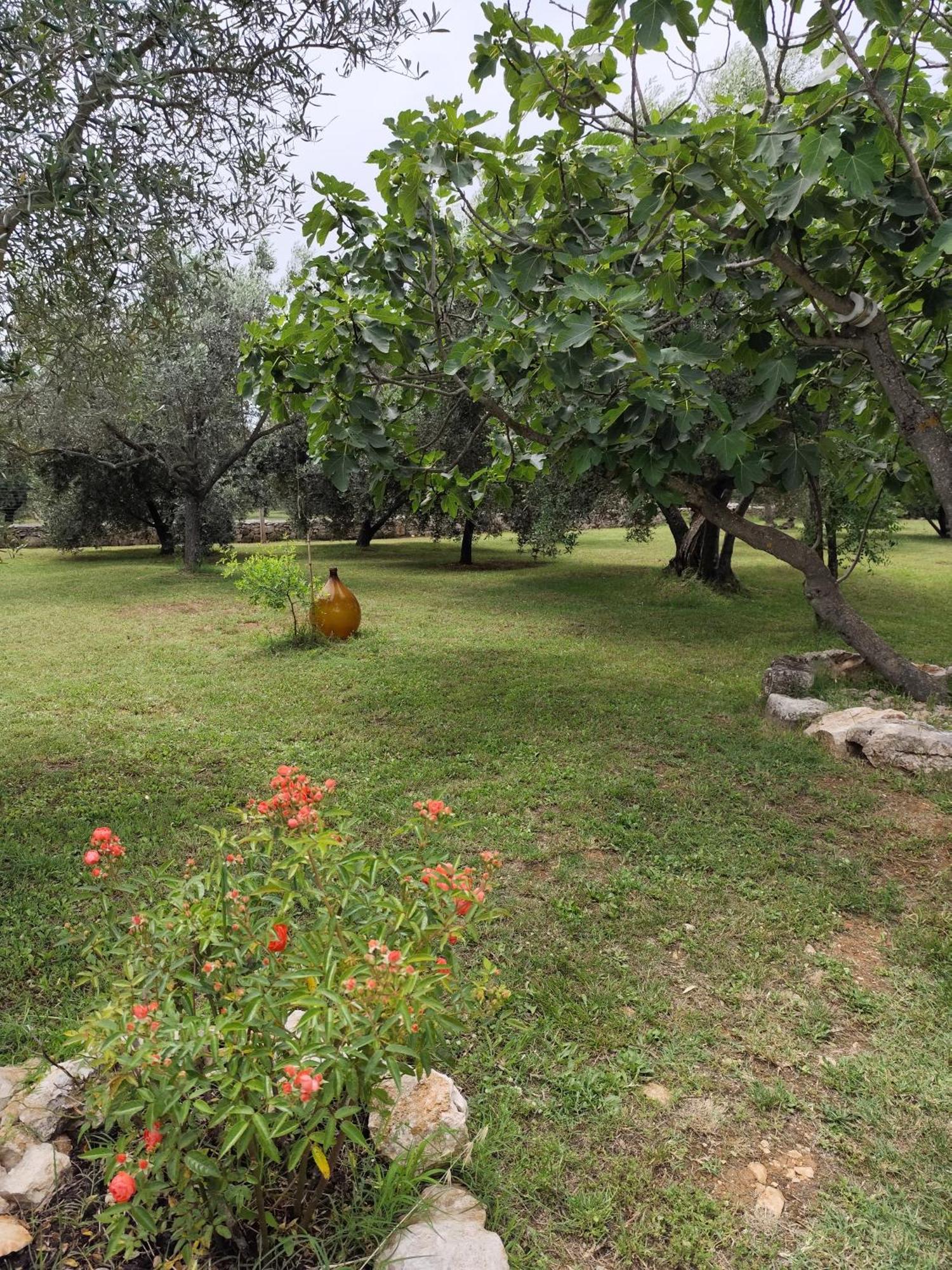 Marti'S House In The Olive Grove Fažana Exterior foto